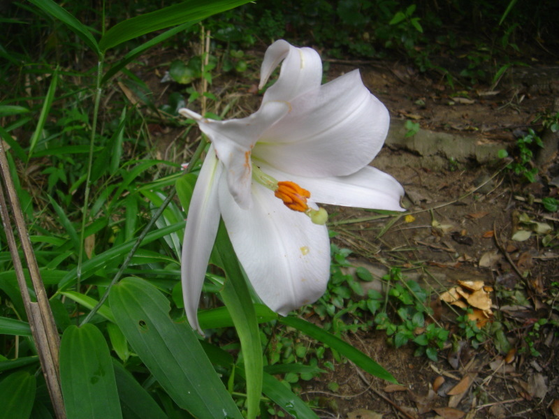 2006ササユリ開花通信 ⑨ in うみべの森_c0108460_01310126.jpg