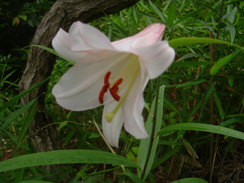 2006ササユリ開花通信 ⑨ in うみべの森_c0108460_01310160.jpg