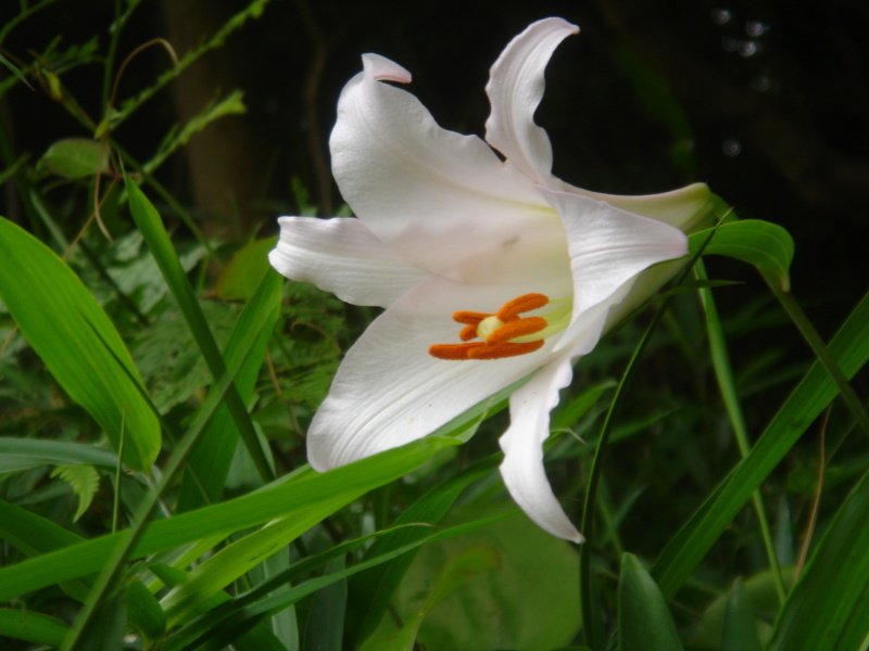 2006ササユリ開花通信 ⑨ in うみべの森_c0108460_01310189.jpg