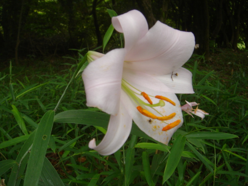 2006ササユリ開花通信 ⑨ in うみべの森_c0108460_01310276.jpg