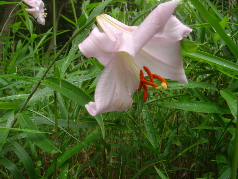 2006ササユリ開花通信 ⑨ in うみべの森_c0108460_01310306.jpg