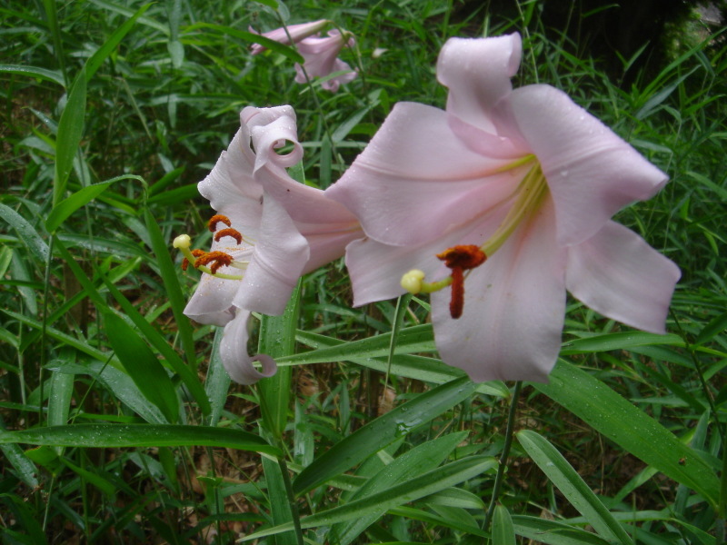 2006ササユリ開花通信 ⑨ in うみべの森_c0108460_01310395.jpg