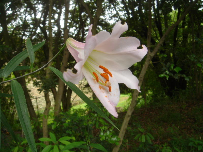 2006ササユリ開花通信 ⑨ in うみべの森_c0108460_01310432.jpg
