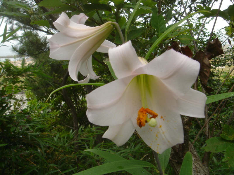 2006ササユリ開花通信 ⑨ in うみべの森_c0108460_01310485.jpg