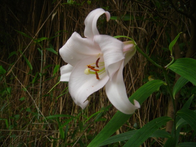 2006ササユリ開花通信 ⑨ in うみべの森_c0108460_01383550.jpg
