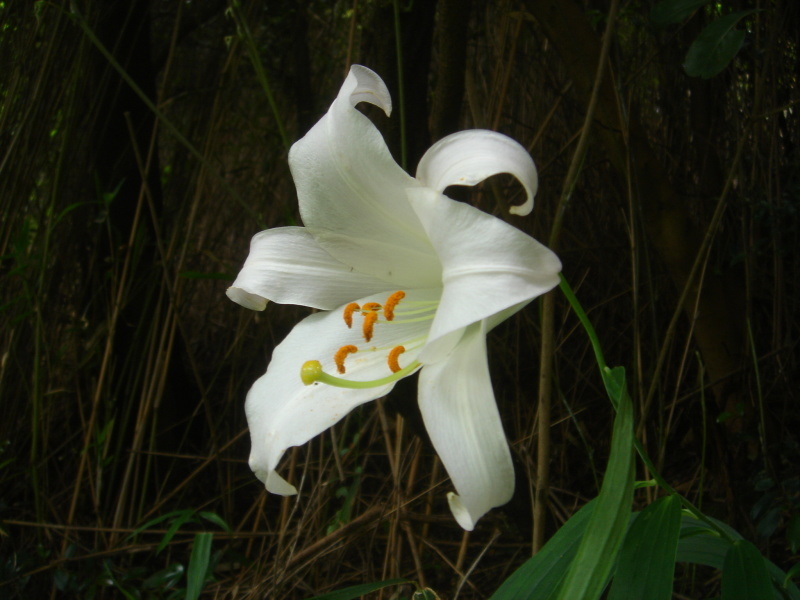 2006ササユリ開花通信 ⑨ in うみべの森_c0108460_01383584.jpg
