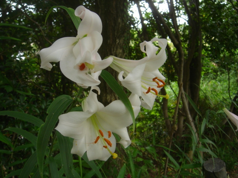 2006ササユリ開花通信 ⑨ in うみべの森_c0108460_01383617.jpg