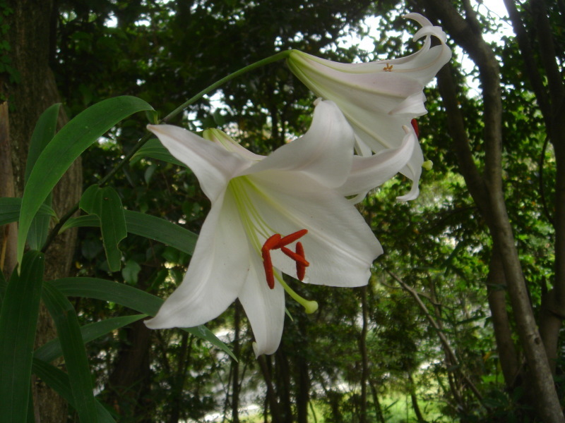 2006ササユリ開花通信 ⑨ in うみべの森_c0108460_01383660.jpg