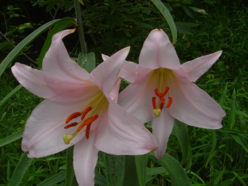 2006ササユリ開花通信 ⑨ in うみべの森_c0108460_01383689.jpg