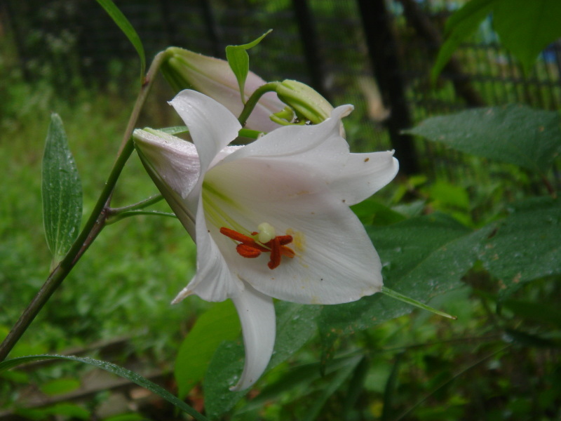 2006ササユリ開花通信 ⑧　　in　　うみべの森_c0108460_01383762.jpg