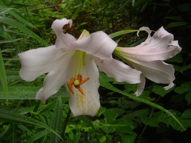 2006ササユリ開花通信 ⑨ in うみべの森_c0108460_01383784.jpg