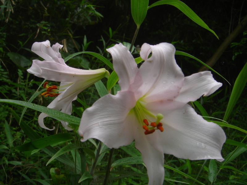 2006ササユリ開花通信 ⑨ in うみべの森_c0108460_01383829.jpg