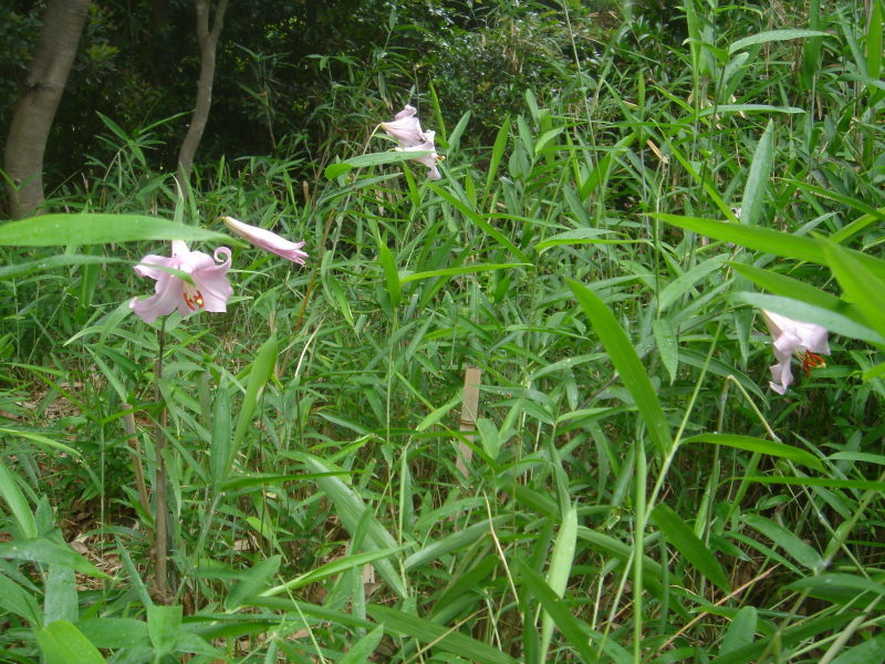 2006ササユリ開花通信 ⑨ in うみべの森_c0108460_01430410.jpg