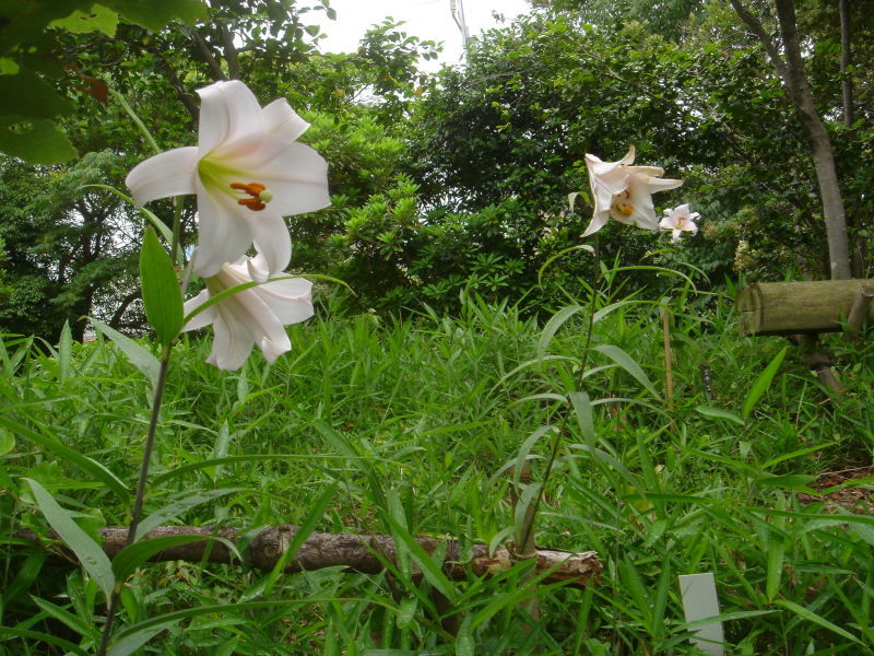 2006ササユリ開花通信 ⑧　　in　　うみべの森_c0108460_01430458.jpg