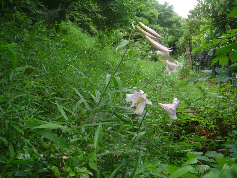 2006ササユリ開花通信 ⑨ in うみべの森_c0108460_01430588.jpg