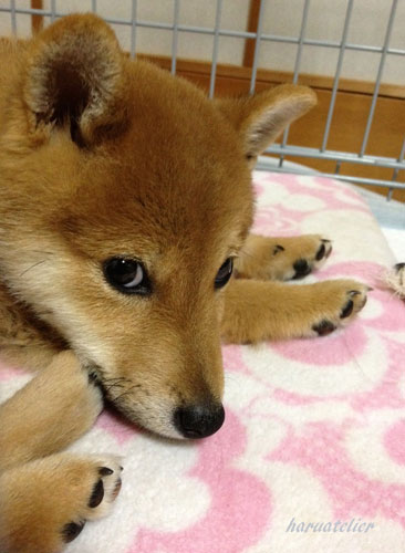 白目 柴犬はるのアトリエ日記 白目 柴犬はるのアトリエ日記