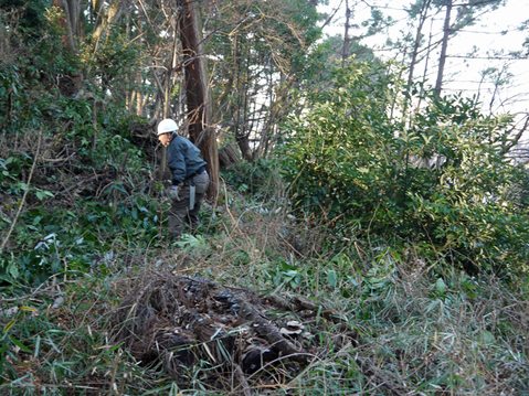 復活ツツジを日差しが後押し：1月の六国見山定例手入れ_c0014967_10542465.jpg