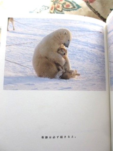 Hug まずハグしよう シロクマと犬の物語 By 写真 丹葉暁弥 物語 ひすいこたろう 絵本作家 仁科幸子