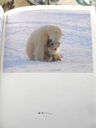 Hug まずハグしよう シロクマと犬の物語 By 写真 丹葉暁弥 物語 ひすいこたろう 絵本作家 仁科幸子