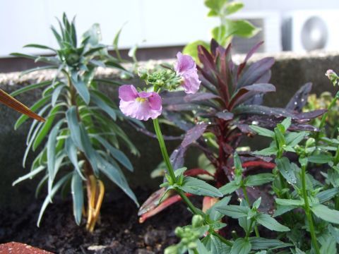 c0338984_10200381.jpg