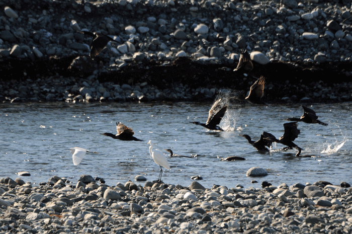 飛び競らべ　＜川秋沙・鷺・川鵜＞_e0248688_17215592.gif