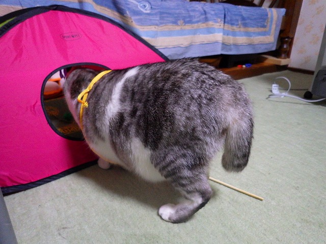 好みにうるさい男_a0159490_1612473.jpg