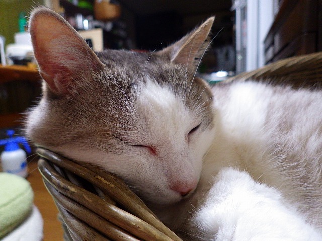 撮りにくい猫団子_a0159490_162365.jpg