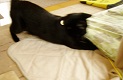 b0200310_1439427.jpg