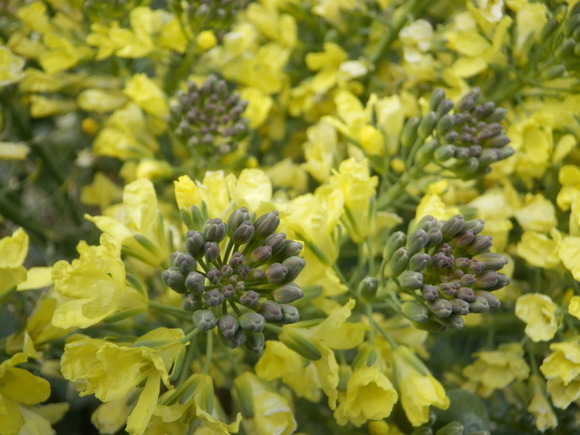 ２０１５年・ＰＥＫＥＹＡＭＡ氏の野菜の花図鑑・１_c0062511_2245726.jpg