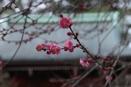 北野天満宮 梅花の兆し_e0048413_10552497.jpg