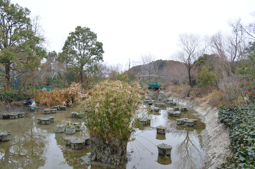 ☆睡蓮植え替え見学ツアー☆参加者募集!!_e0135518_11281831.jpg