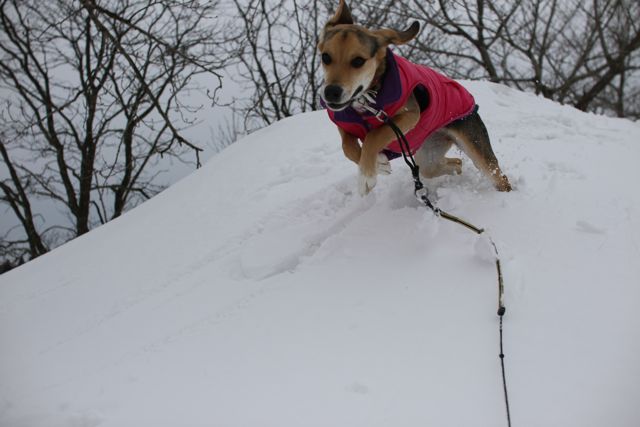 雪山のあんちゃん_b0031538_23455167.jpg