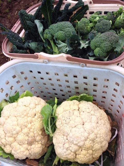 完全防寒&防雨 甘い野菜の為なら・・・ カリフラワー&ブロッコリー&カーヴォロネーロ_c0222448_12403449.jpg