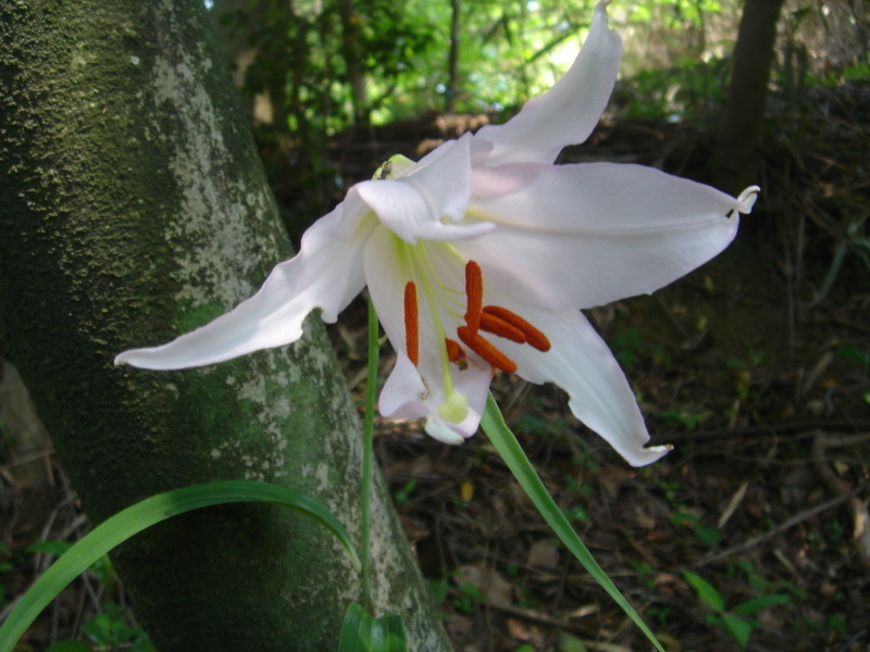 ササユリ開花通信①     in　　うみべの森_c0108460_22314664.jpg