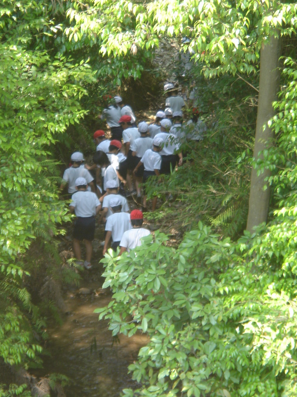 箱作小学校４年学習サポート「茶屋川探検　Ⅰ（上・中流）・・・うみべの森を育てる会サポート_c0108460_22524484.jpg