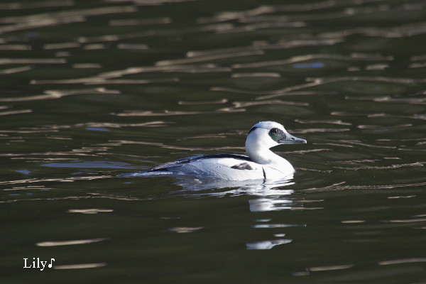 神さまに仕える鳥天使 ＊ 鳥天使ミコアイサ_e0166574_2215623.jpg