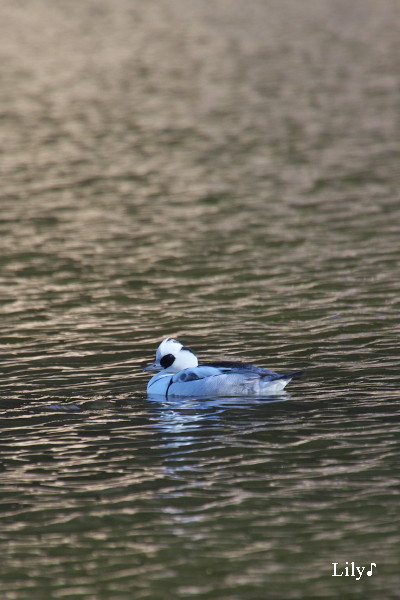 神さまに仕える鳥天使 ＊ 鳥天使ミコアイサ_e0166574_222588.jpg