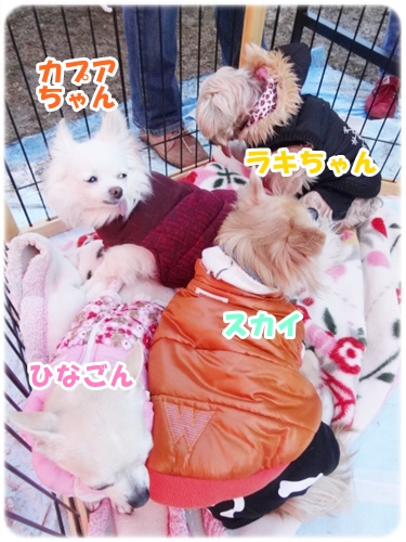 「THE SUPER DOG DAY 犬と遊ぶ２日間 Powered by NDA」に参加しました。_f0207979_2247226.jpg