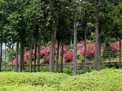 三室戸寺_c0229483_17474141.jpg