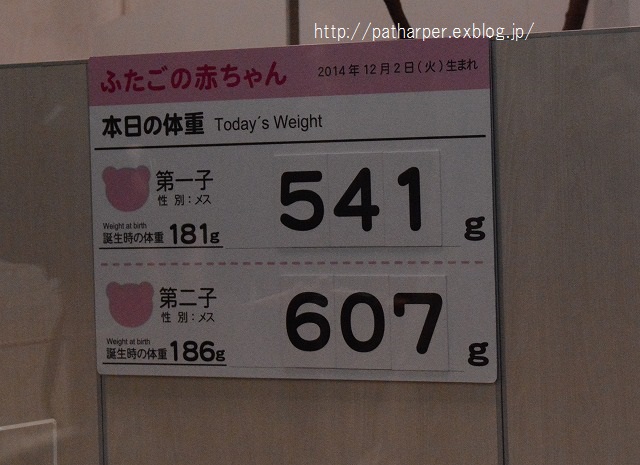 ２０１４年１２月　白浜パンダ見隊２　その１　１９日齢の双子ちゃん初めまして_a0052986_7351729.jpg