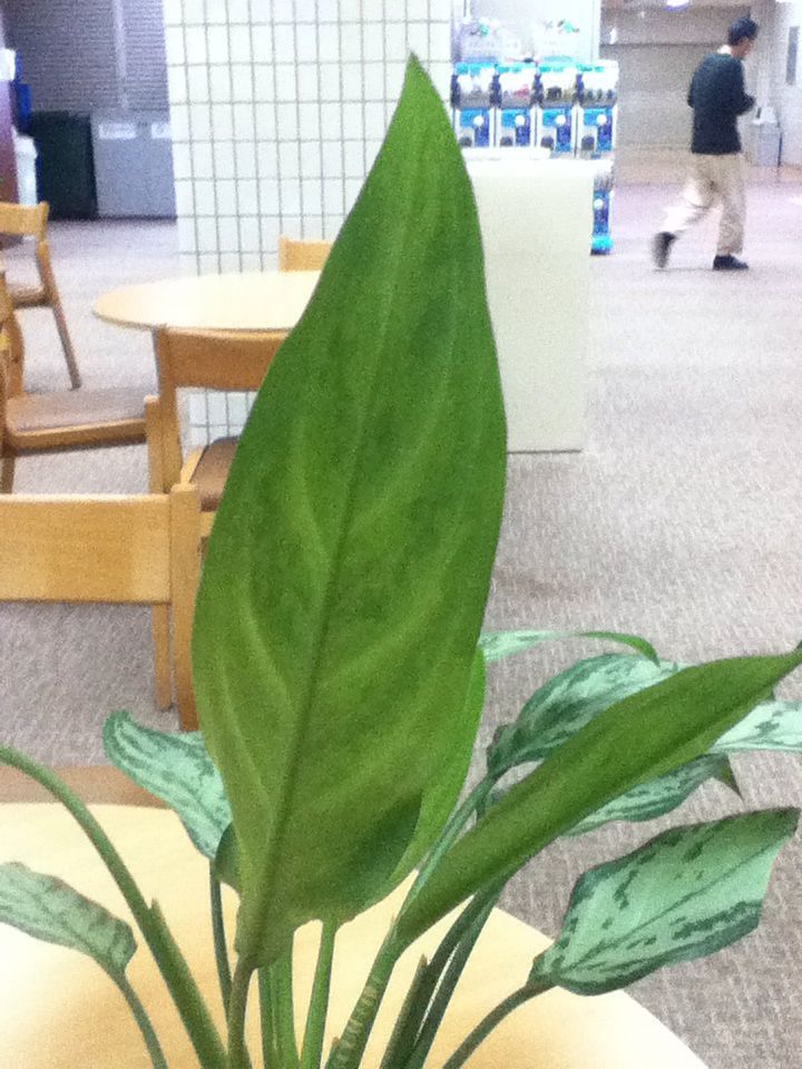 アグラオネマ シルバーキング の巻 : Good'olboy's story