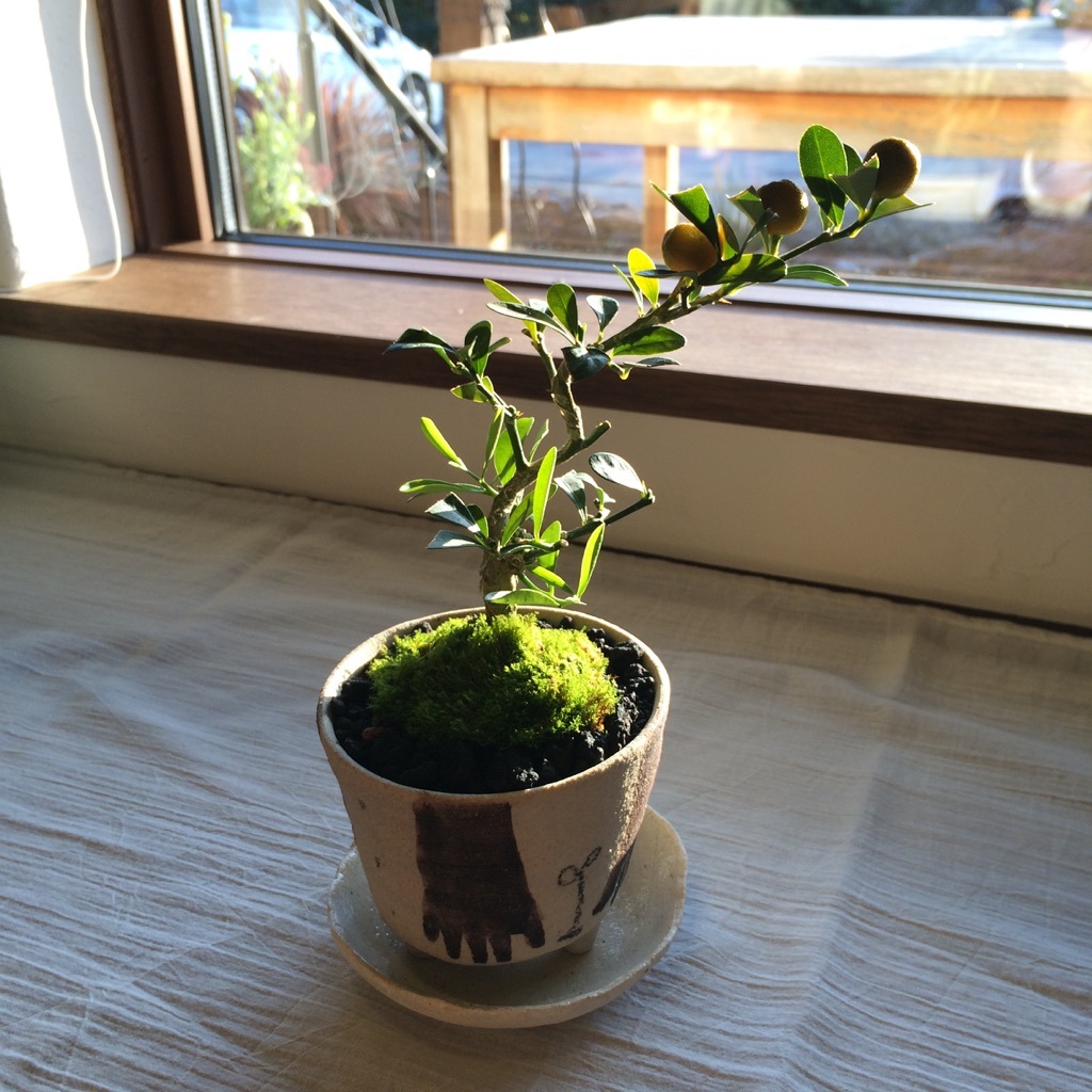 苔玉作り体験教室 _a0322702_17283492.jpg