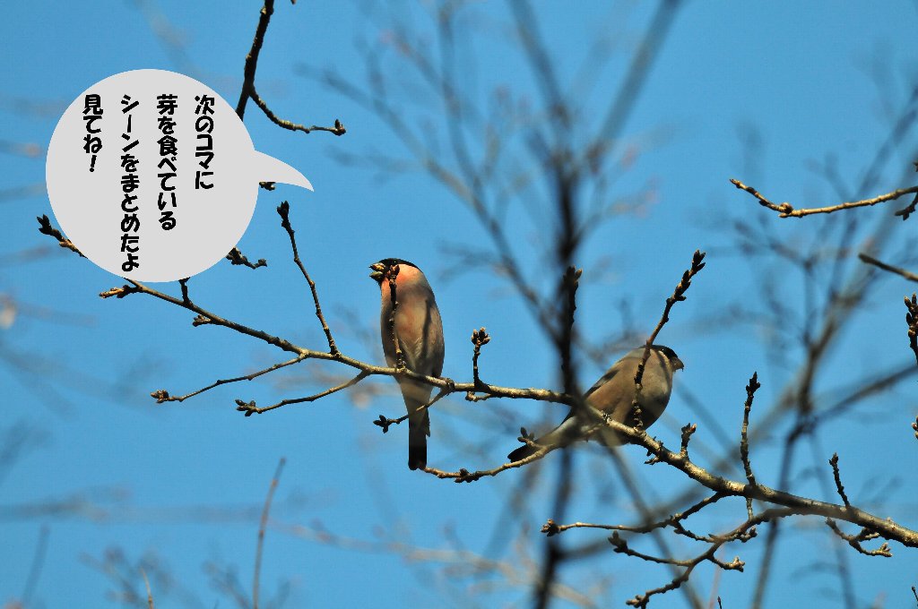 また桜の蕾に！_e0309106_16352180.jpg