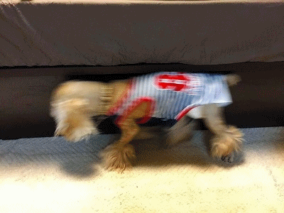 f0326925_22374288.gif