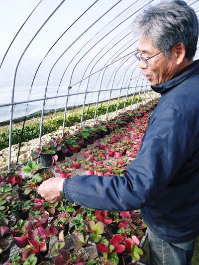 完熟紅ほっぺ 2番果が順調に実り朝摘み好評発売中&ミツバチのお話し_a0254656_19112380.jpg