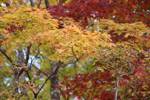 古峯神社＠栃木県_c0323972_23441297.jpg