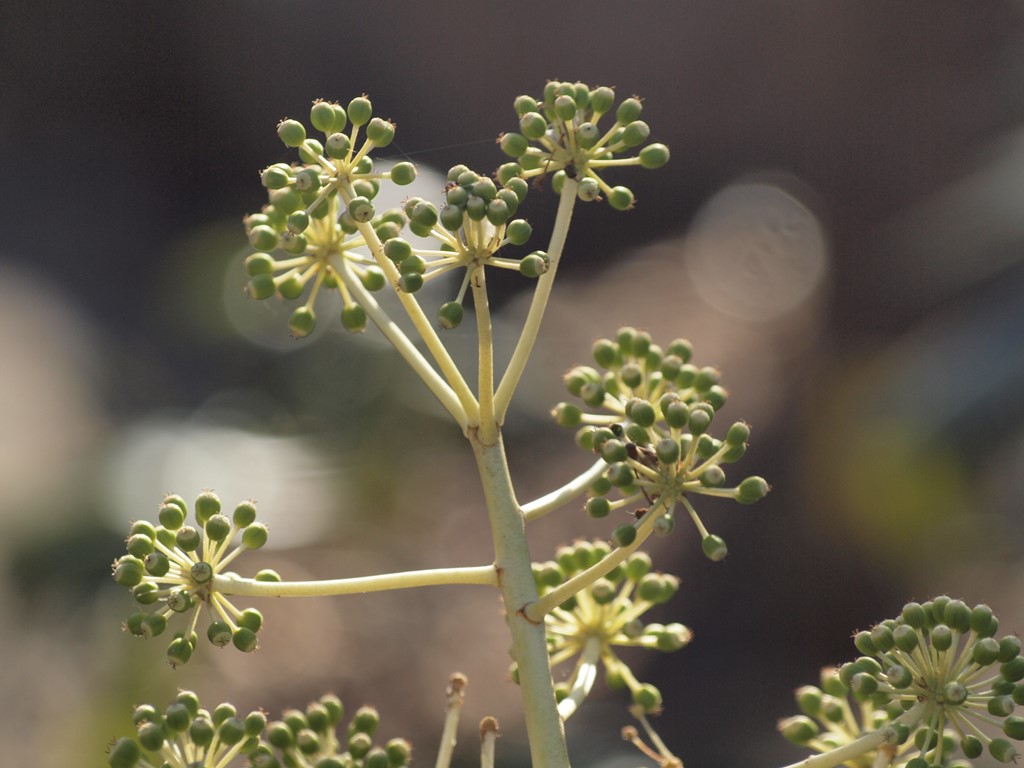 『寒葵(カンアオイ)の花咲く水辺を・・・・・』_d0054276_2024197.jpg