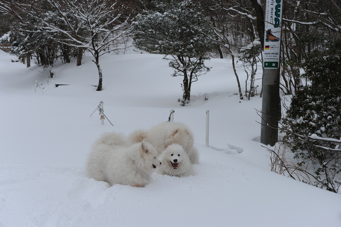 プチ新年会＆雪遊び_a0049296_1819876.jpg