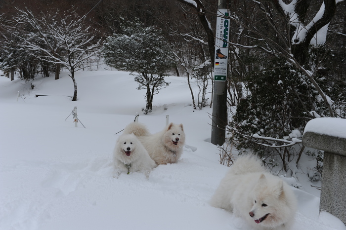 プチ新年会＆雪遊び_a0049296_18201728.jpg