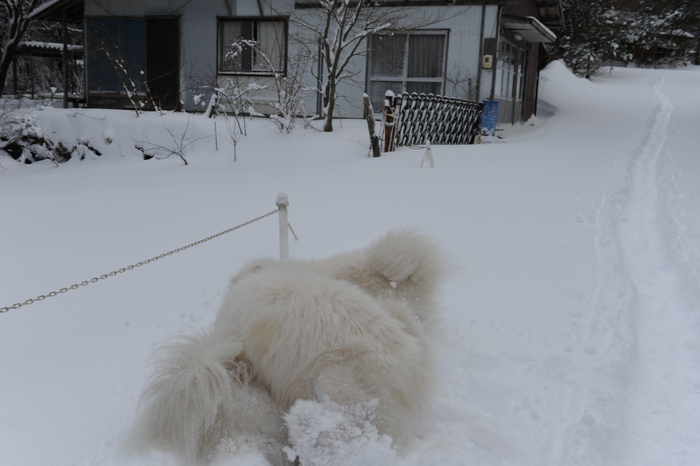 プチ新年会＆雪遊び_a0049296_18203526.jpg